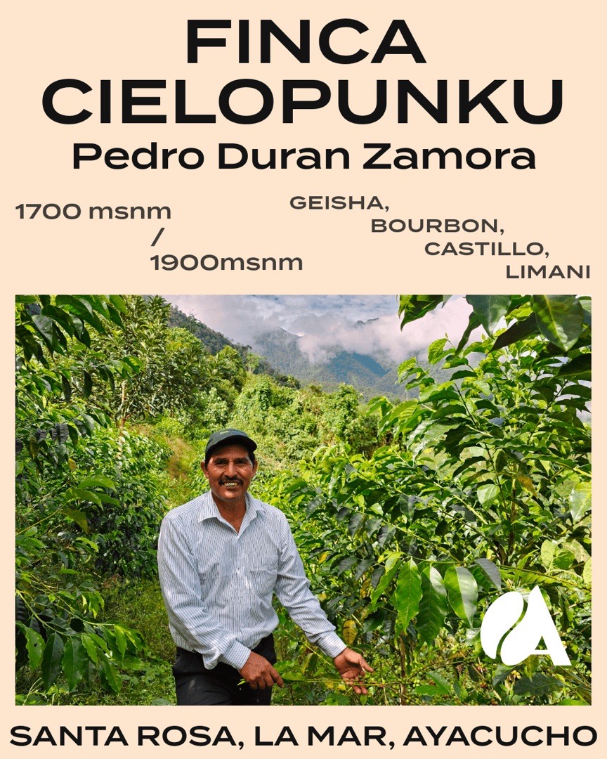 Pedro Duran Zamora entre sus cafetos en la Finca Cielopunku